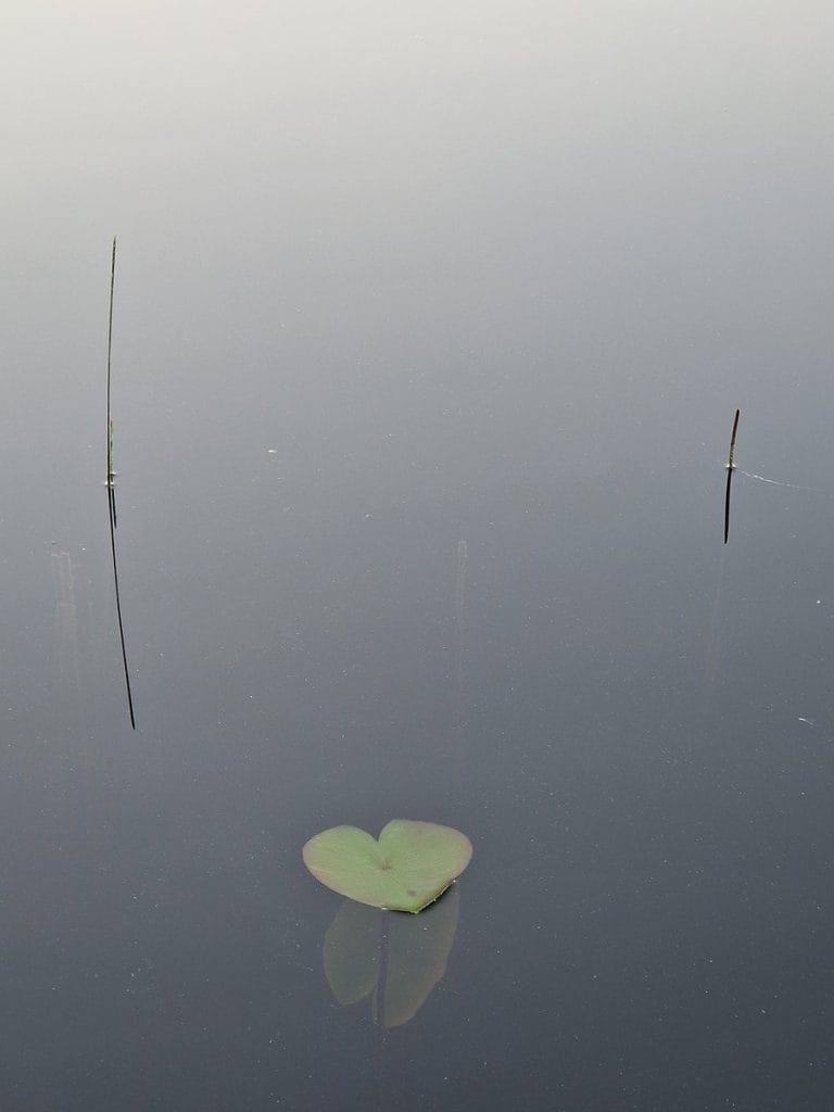 Masažinis kubilas tarp medžių gamtos apsuptyje