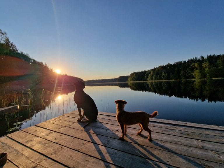 Ir šuniukai pasitinka saulę