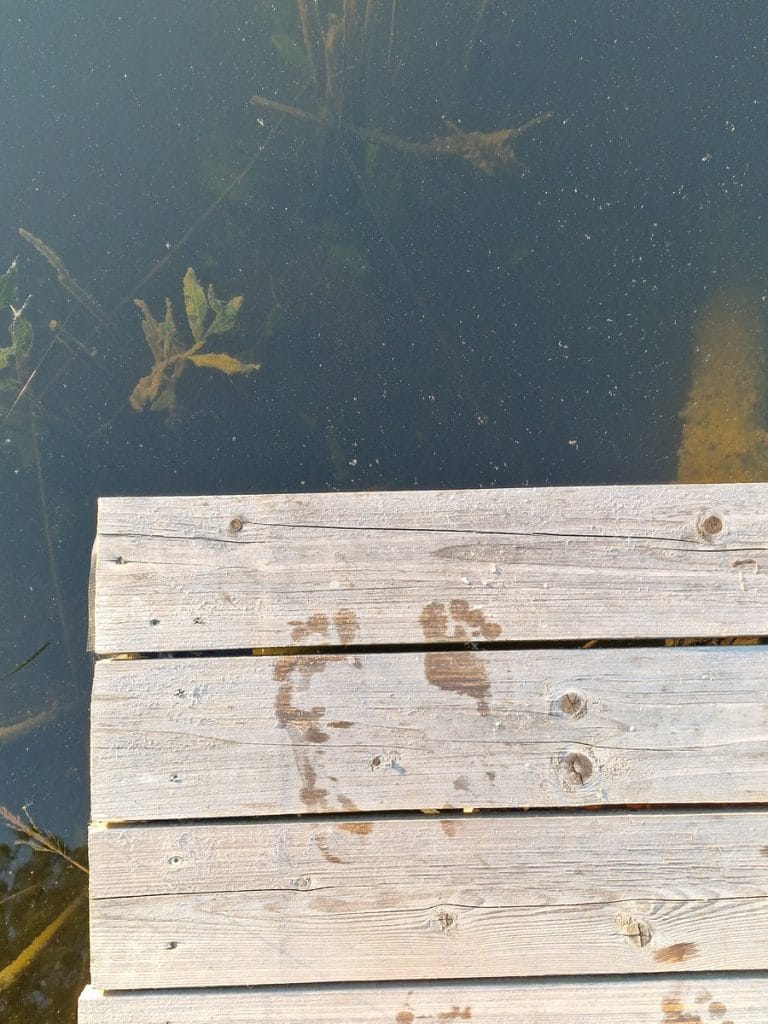 Ežeras ir mano pedsakai